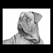 Dogue de Bordeaux poster posters