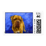 Dogue de Bordeaux Stamps