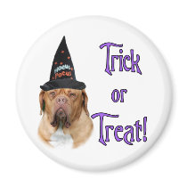 Dogue de Bordeaux Trick magnets
