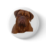 Dogue de Bourdeaux Pins Dogue de Bourdeaux Pins