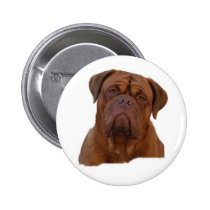 Dogue De Bourdeaux, French mastiff buttons