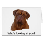 Dogue De Bourdeaux, French mastiff Cards Dogue De Bourdeaux, French mastiff Cards