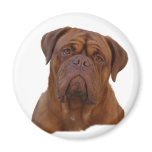 Dogue De Bourdeaux, French mastiff Fridge Magnets Dogue De Bourdeaux, French mastiff Fridge Magnets
