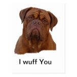 Dogue de Bourdeaux Post Card