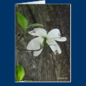 Dogwood bloom cards