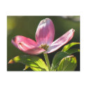 Dogwood Bloom postcard