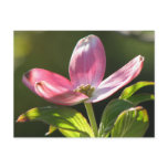 Dogwood Bloom Post Card