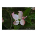 Dogwood Bloom posters by Beatartwork Dogwood Bloom posters