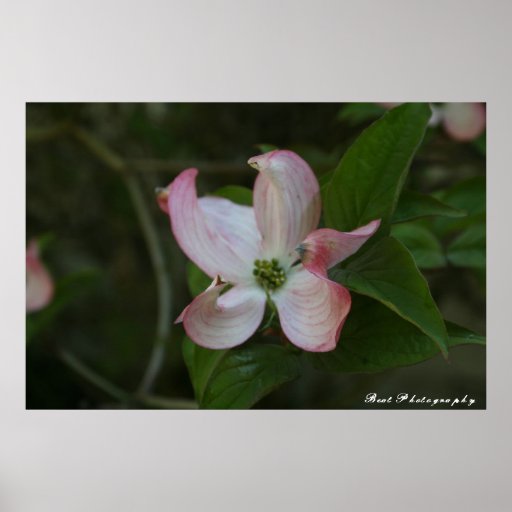 Dogwood Bloom Posters