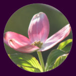 Dogwood Bloom