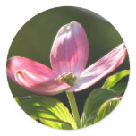 Dogwood Bloom