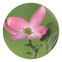 Dogwood Bloom stickers by princessklb07 Dogwood Bloom stickers