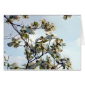 Dogwood Blooms cards