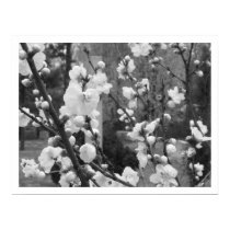 dogwood blooms posters by argentmoon dogwood blooms posters