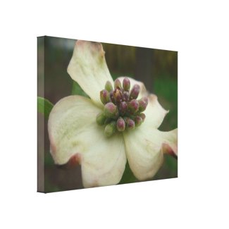 Dogwood Blossom Photography zazzle_wrappedcanvas