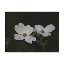 Dogwood Blossom Postcard