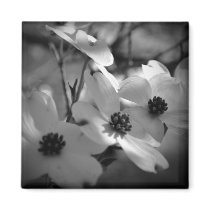 Dogwood Blossoms Bk-Wh-V Fridge Magnet