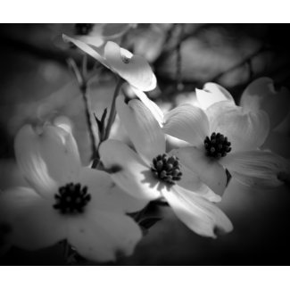 Dogwood Blossoms Bk-Wh-V zazzle_mousepad