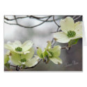Dogwood branch--add your own words cards by MakaraPhotos Dogwood branch--add your own words cards