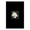 Dogwood Cluster posters by broylesm Dogwood Cluster posters