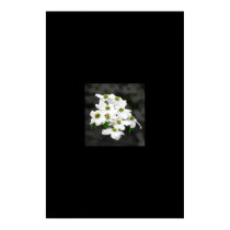 Dogwood Cluster posters by broylesm Dogwood Cluster posters