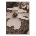 Dogwood Duo cards by KYvonne Dogwood Duo cards