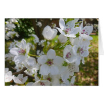Dogwood floral card cards