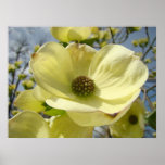 Dogwood Flower art prints Yellow Dogwood Tree