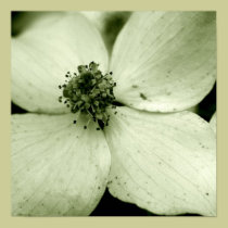 Dogwood Flower Canvas Print posters