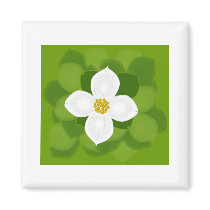 Dogwood Flower on green background Fridge Magnets