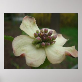 Dogwood Flower Photography Print print