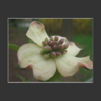 Dogwood Flower postcards by Victoreeah Dogwood Flower postcards