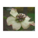 Dogwood Flower postcards