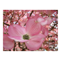 DOGWOOD Flowers 1 Nature Art Prints Posters