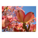 DOGWOOD Flowers 4 Nature Art Prints Posters Art