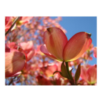 DOGWOOD Flowers 4 Nature Art Prints Posters Art