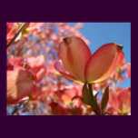 DOGWOOD Flowers 4 Nature Art Prints Posters Art