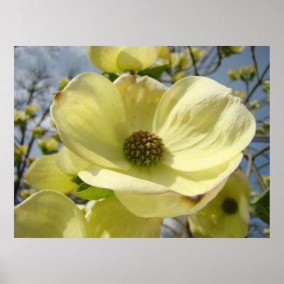 White+dogwood+tree+leaves