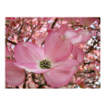 DOGWOOD Flowers Nature Art Prints Posters