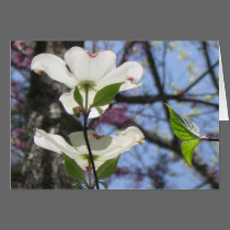 Dogwood Note Card cards