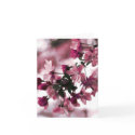 Dogwood Notecard