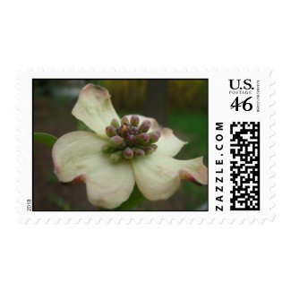 Dogwood Photography Postage