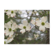 dogwood postcard