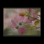 Dogwood Postcard postcards