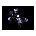 Dogwood posters