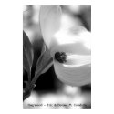 Dogwood posters
