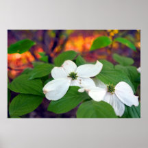 dogwood poster