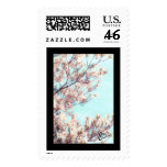 Dogwood Sky