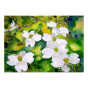 dogwood_tree_flowers posters