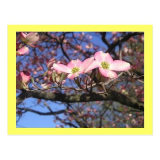 Dogwood Tree Post Card